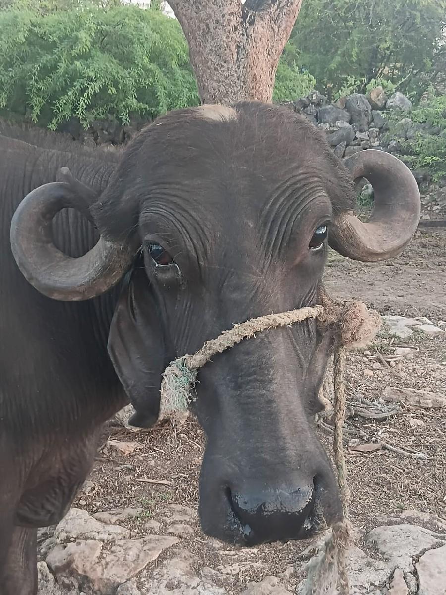 થંબનેલ 3