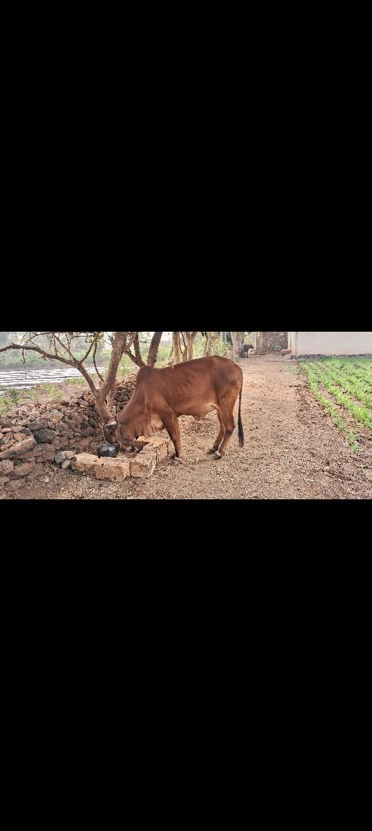 gir gay deva ni chhe