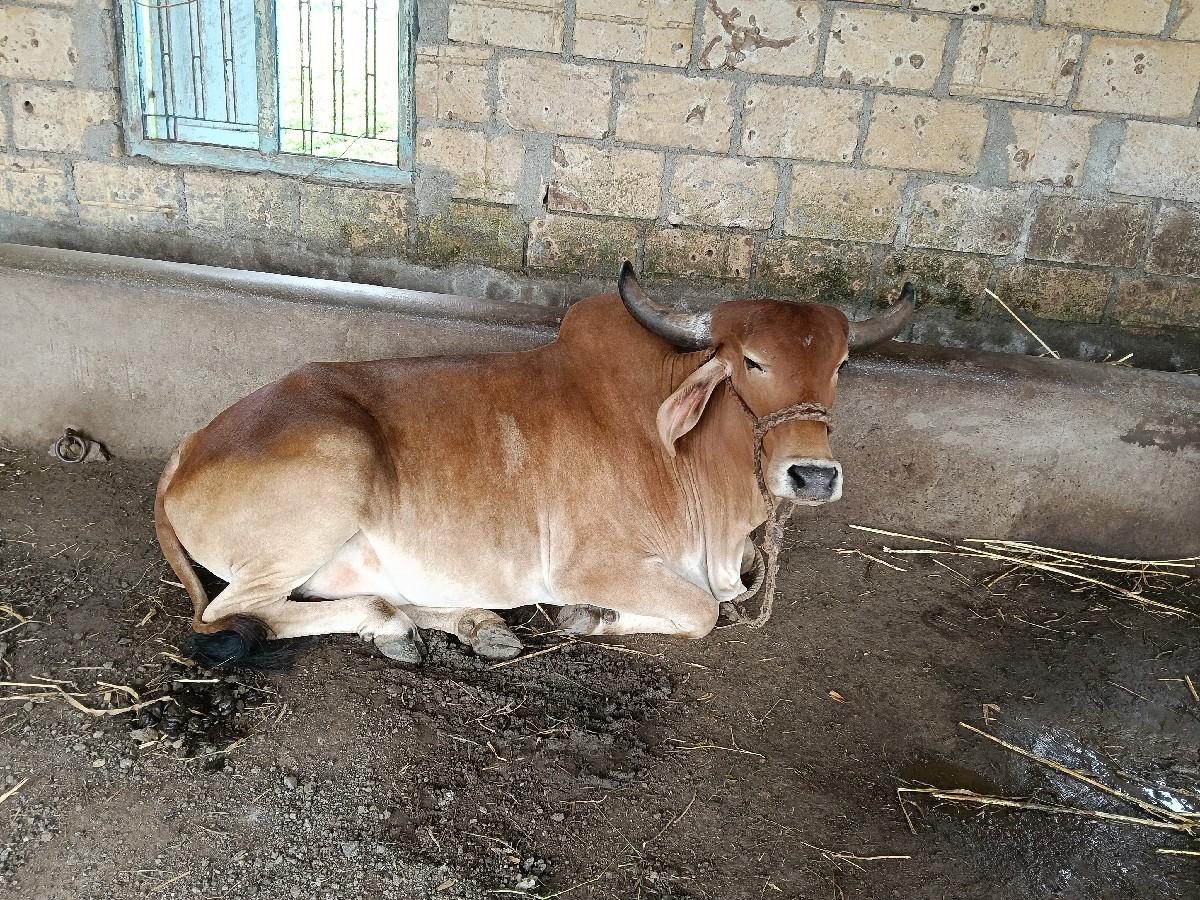 મફત આપવાની સે