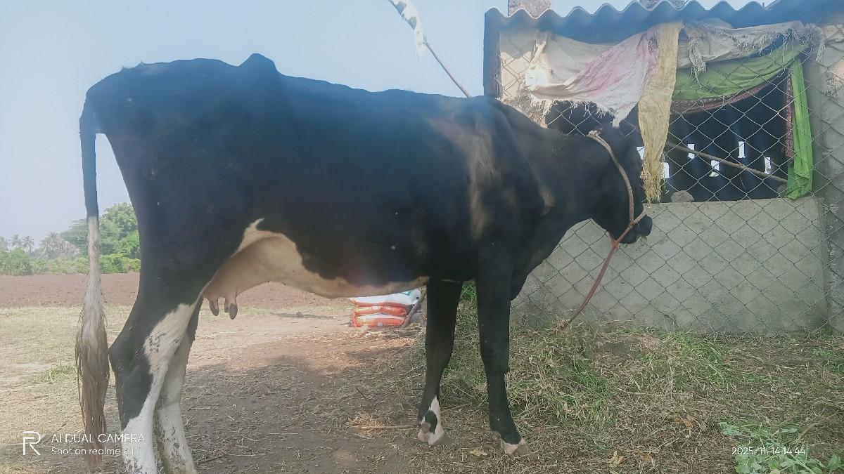 થંબનેલ 2