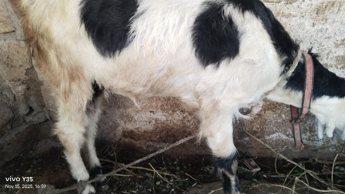 થંબનેલ 3