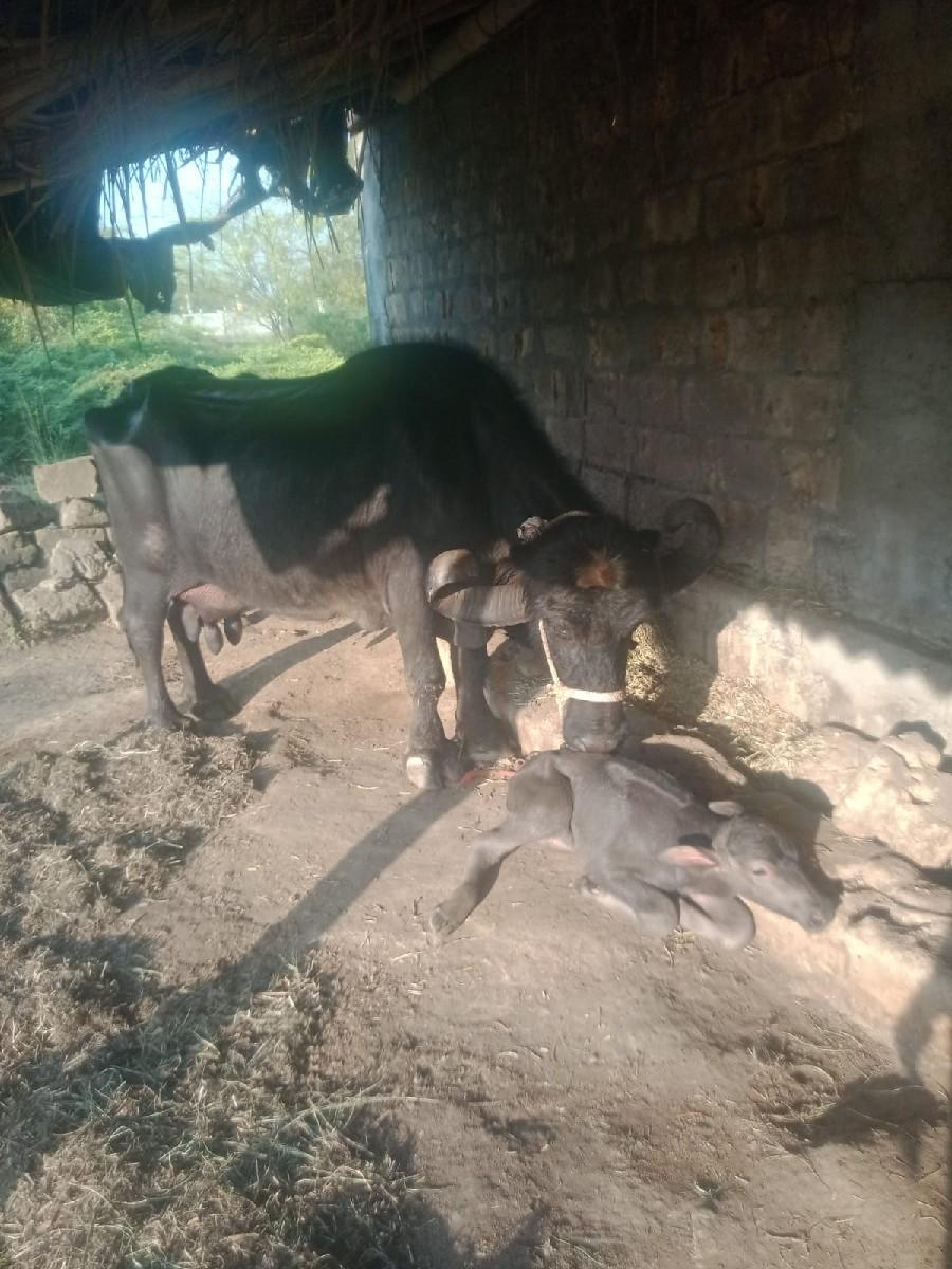 ચોથું વેતર ભેંસ વેચવાની છે