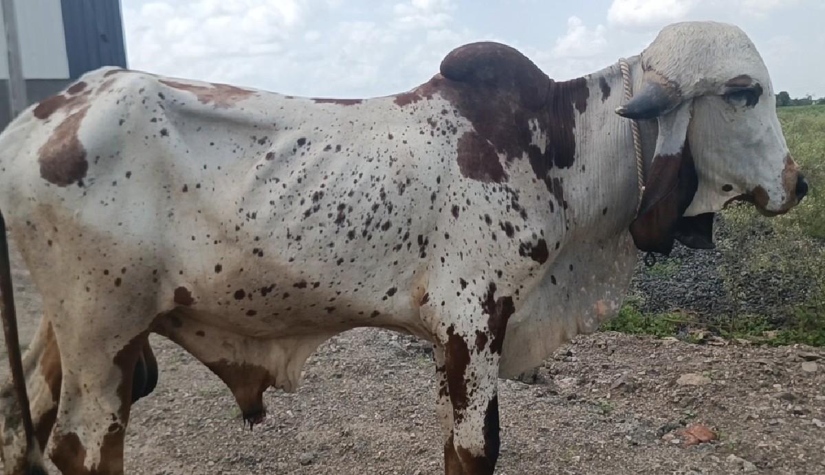 ખુંટ વેચવાનો છે