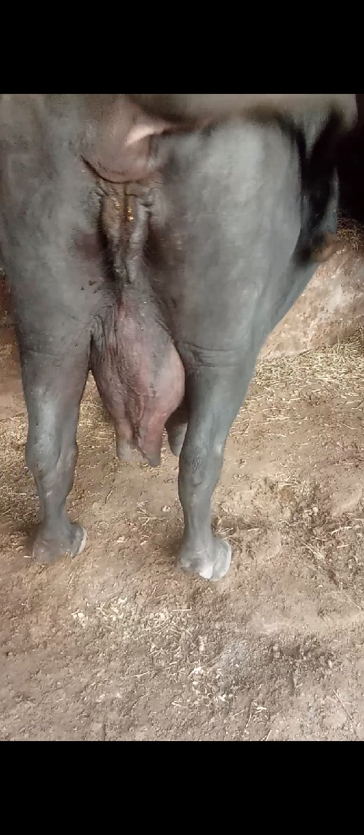 થંબનેલ 3