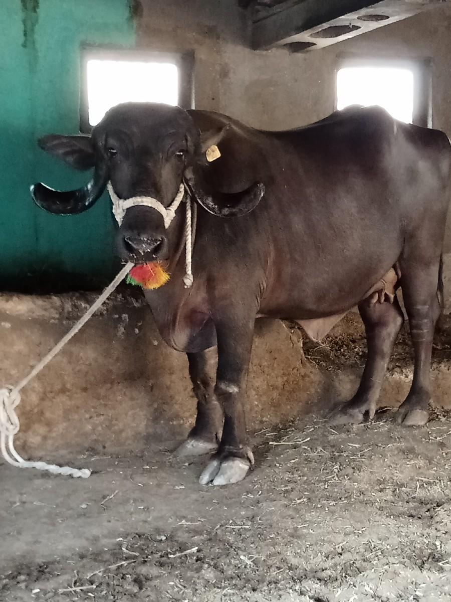 આ ખડાઈ વેચવાની સાટા ભેંસ પણ છે