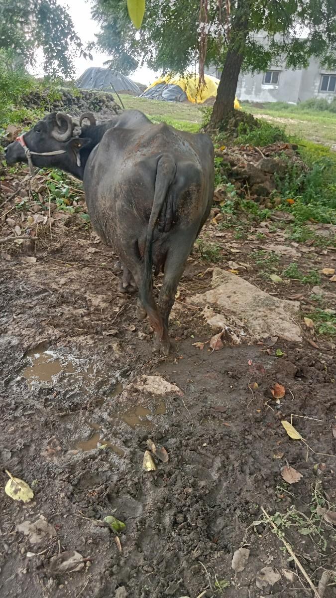 થંબનેલ 2