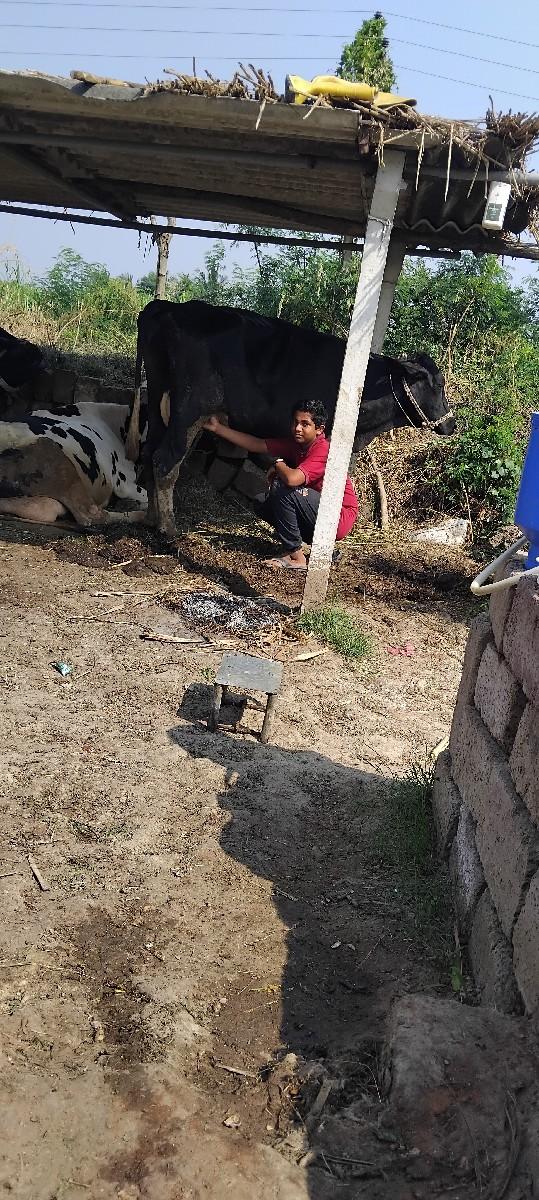 ગાય વેસવા નિ છે