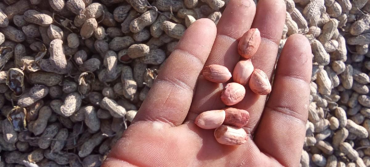 બિયારણ માટે જી20 મગફડી વેચવાની છે