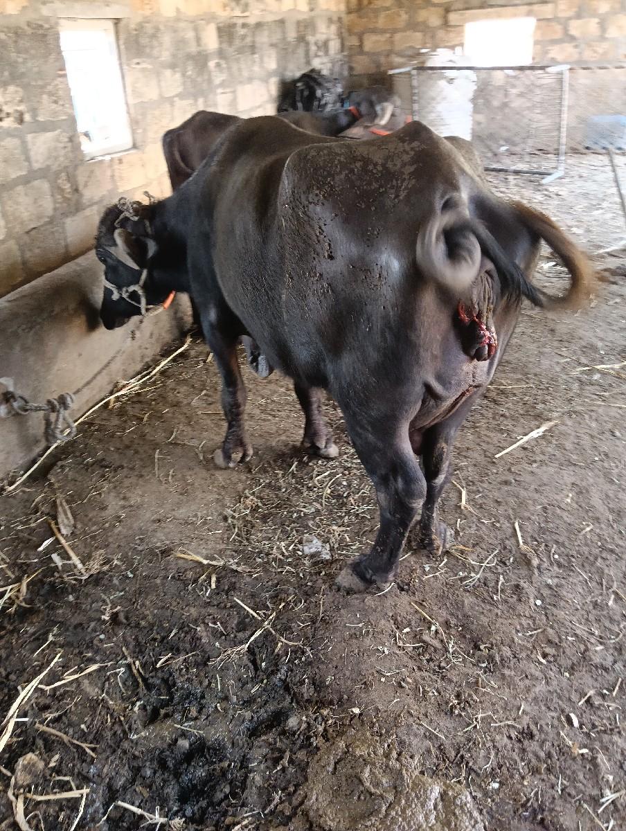 થંબનેલ 2