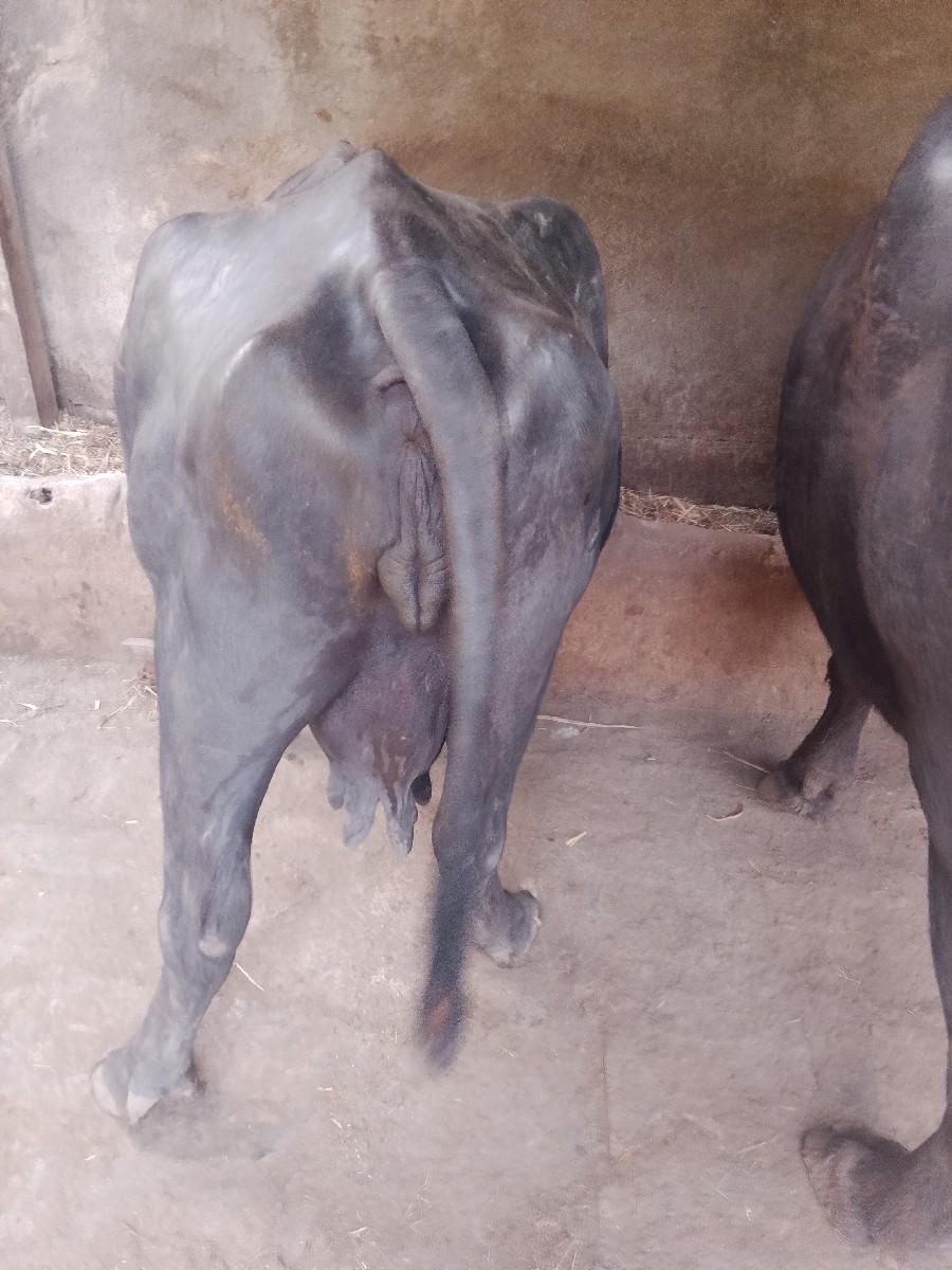 થંબનેલ 2