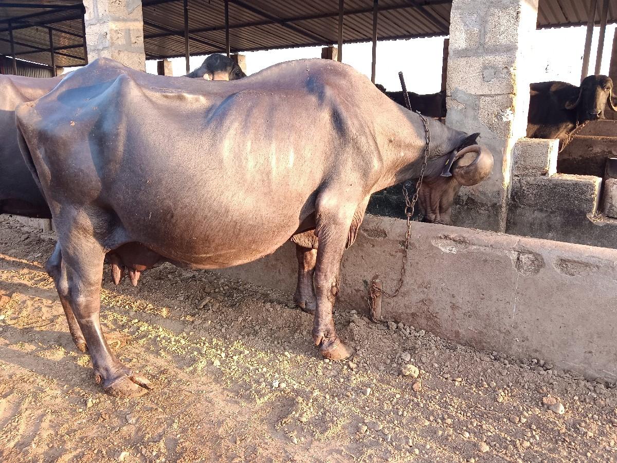 ભેંશ વેચવાની છે