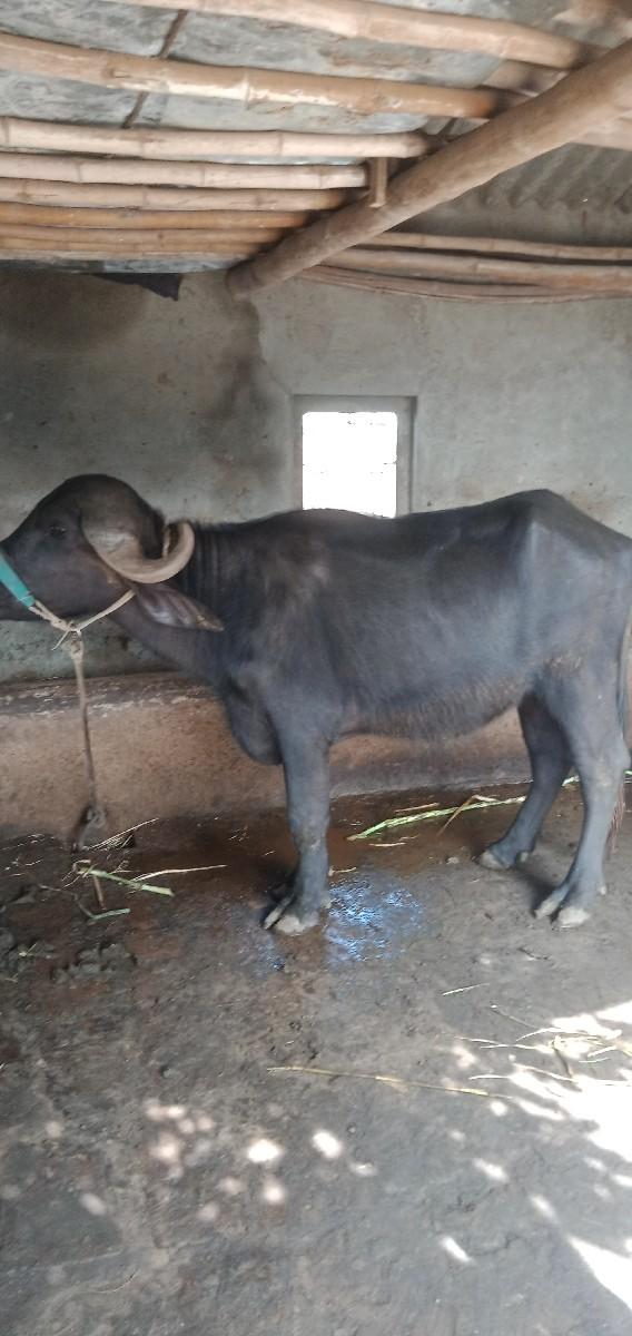 થંબનેલ 2