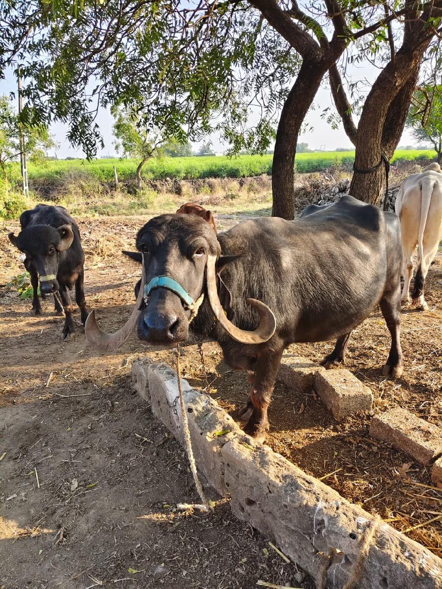 ભેંશ દેવાની