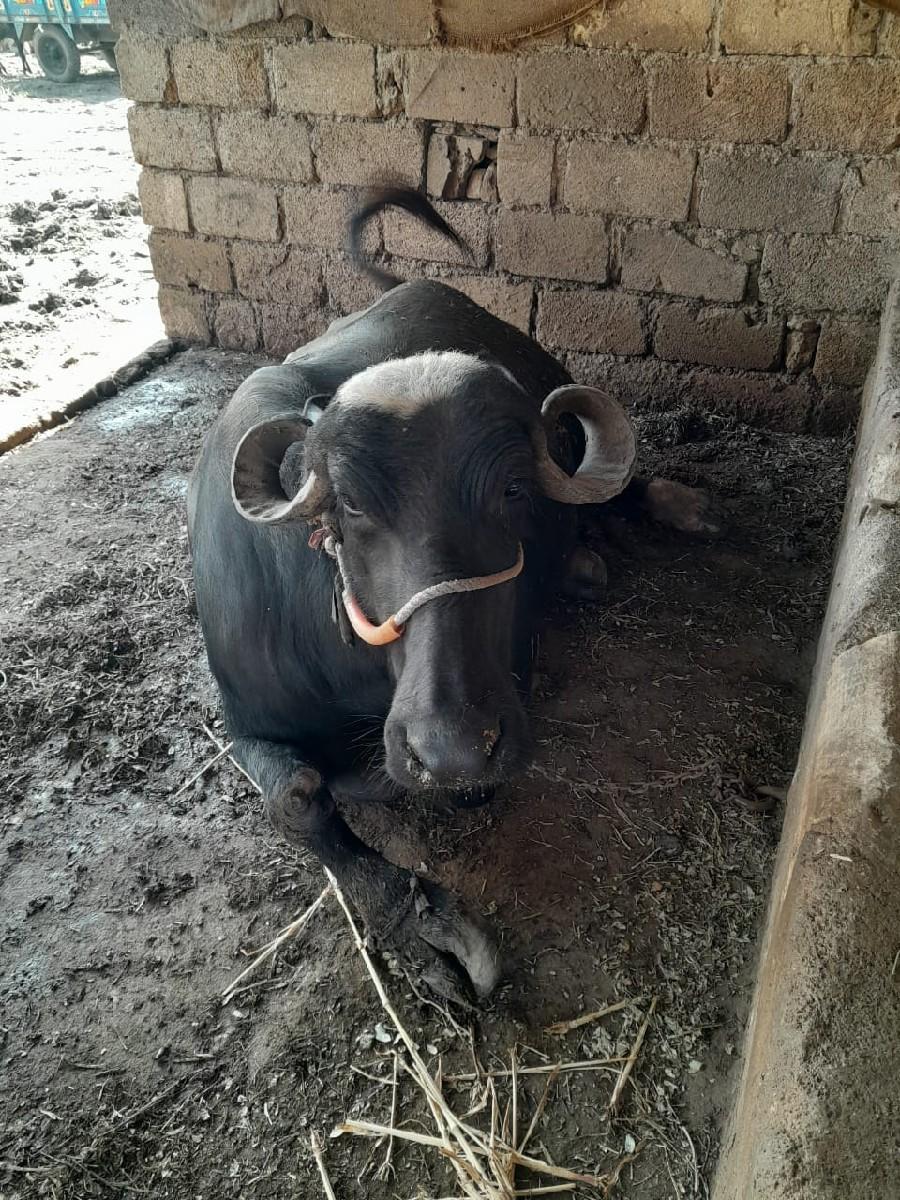 ભેંસ 7567209092