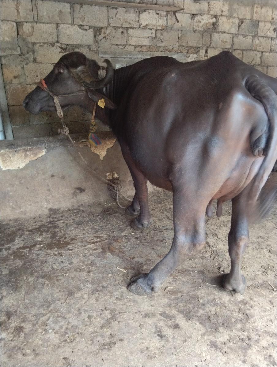 થંબનેલ 3