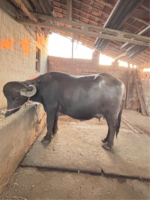 પેલું વેતર ભેંસ વેચવાની છે.