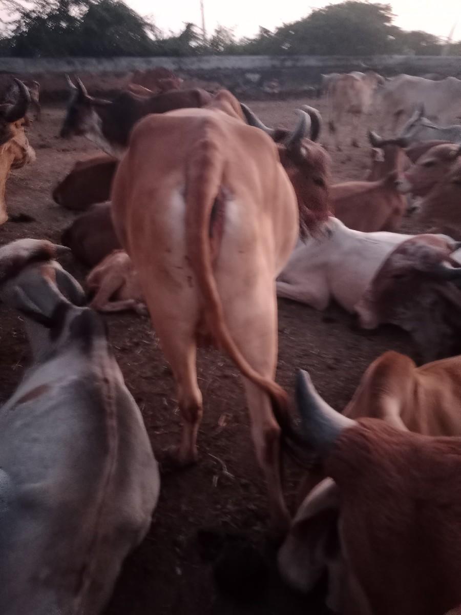 થંબનેલ 3