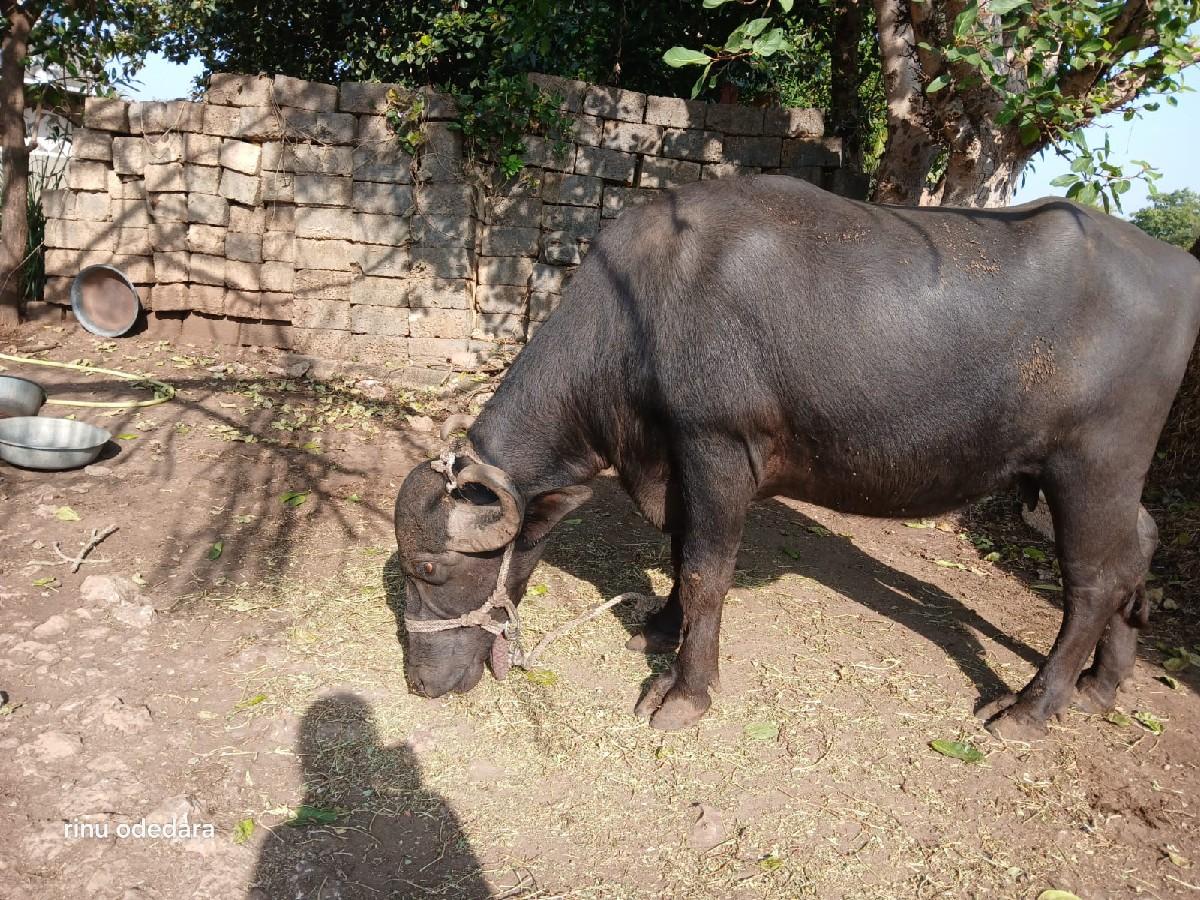 ભેંશ વેચવાની છે