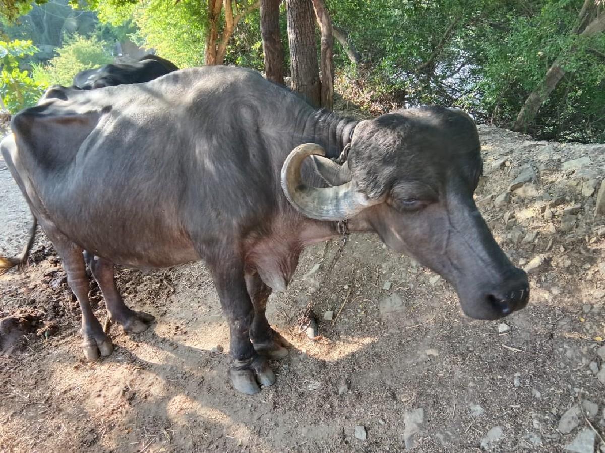 થંબનેલ 3