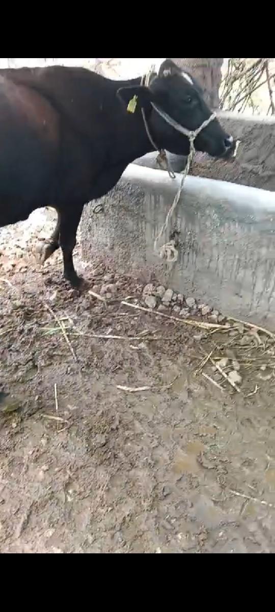 થંબનેલ 3