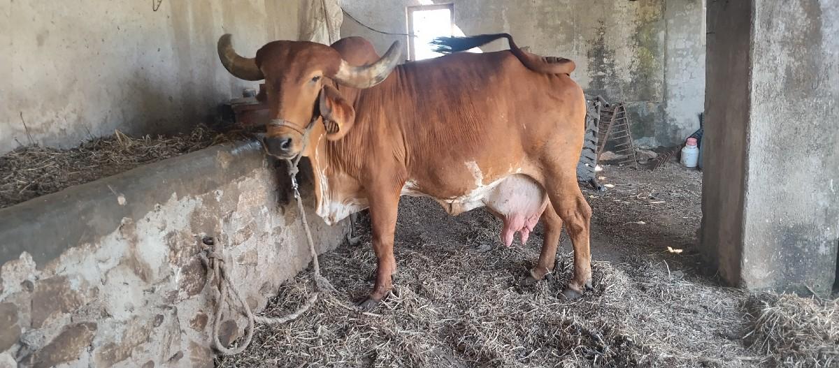 થંબનેલ 3