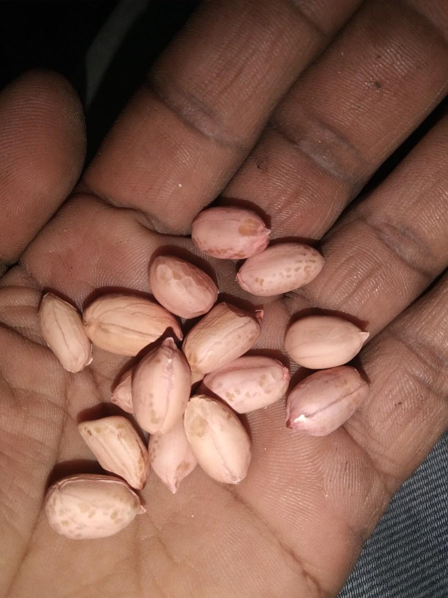 બિયારણ ગીરનાર 4