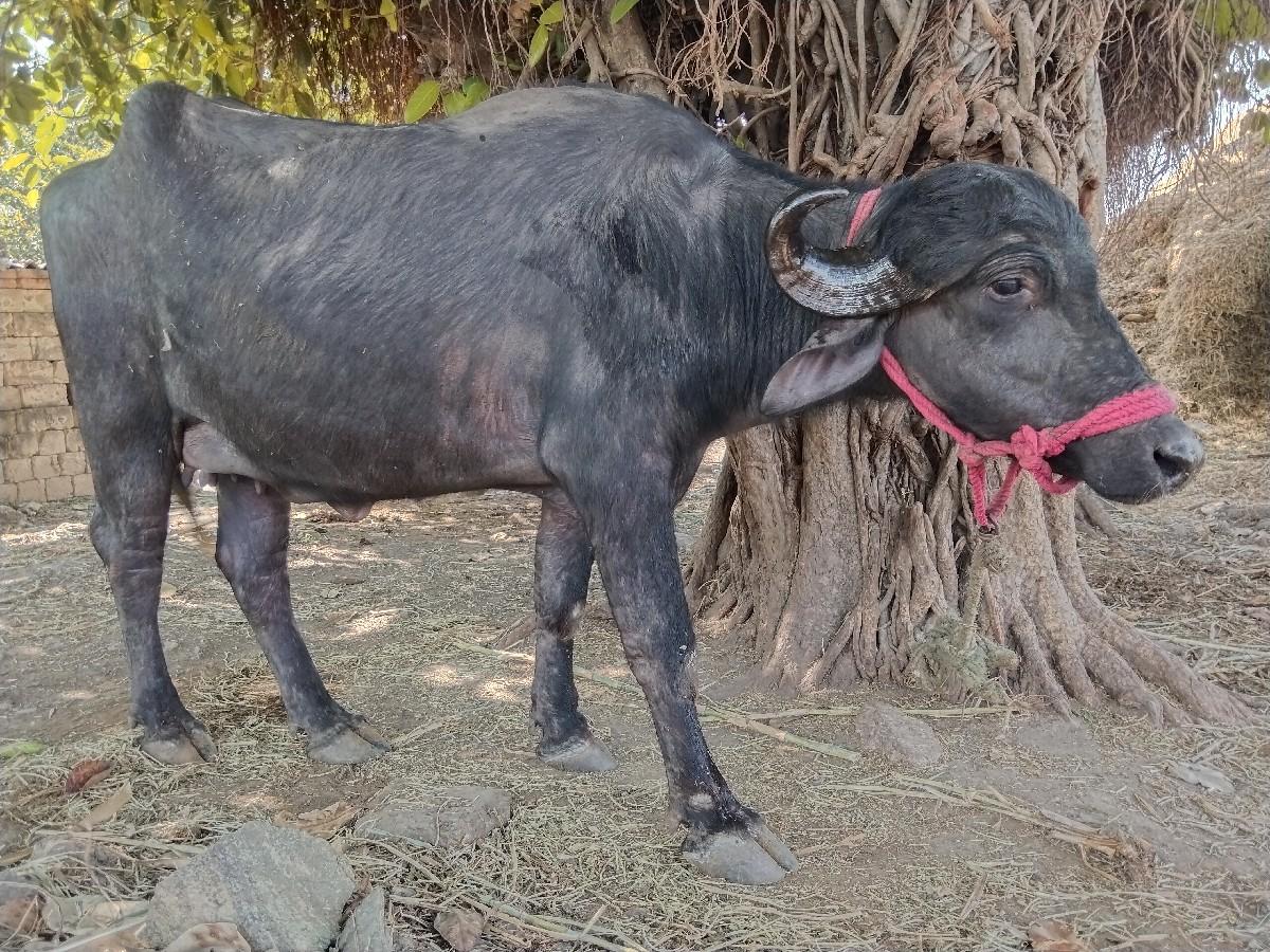 થંબનેલ 2