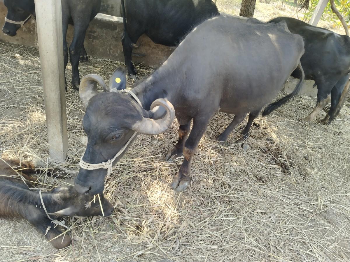 થંબનેલ 2