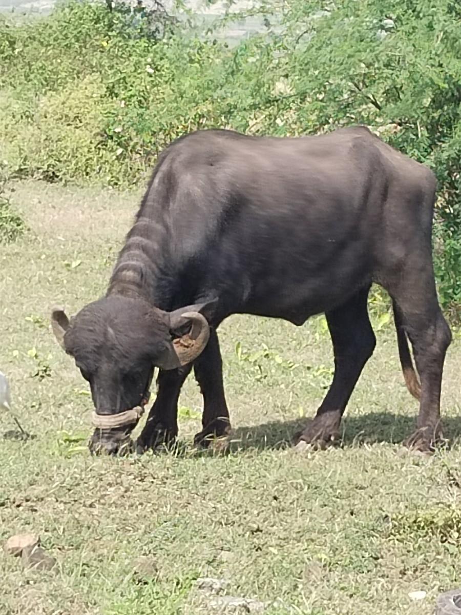 ભેંશ વેચવાની છે