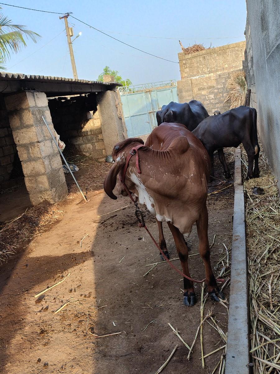 ગીર વાછડી