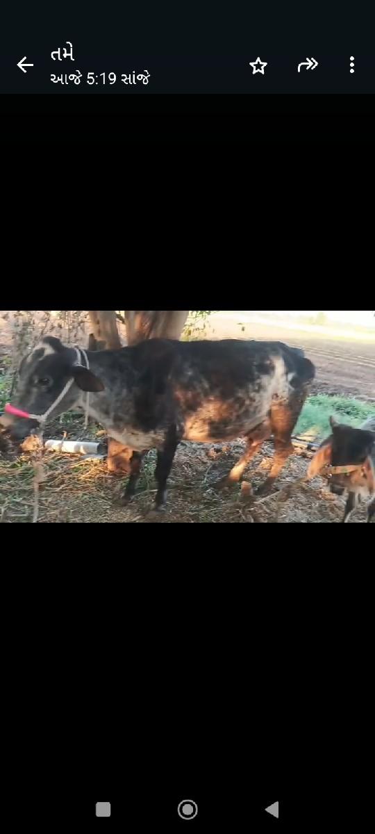 ગા. દુધ 10