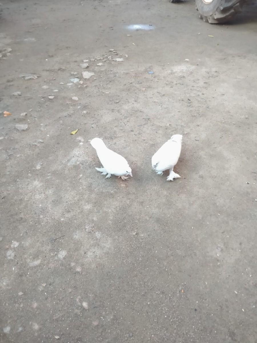 થંબનેલ 3