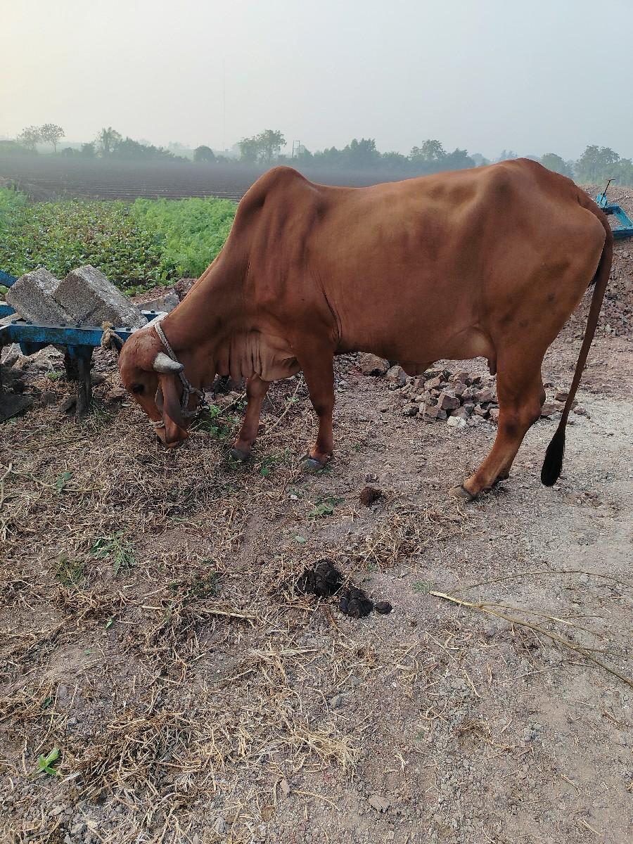 थंबनेल 3