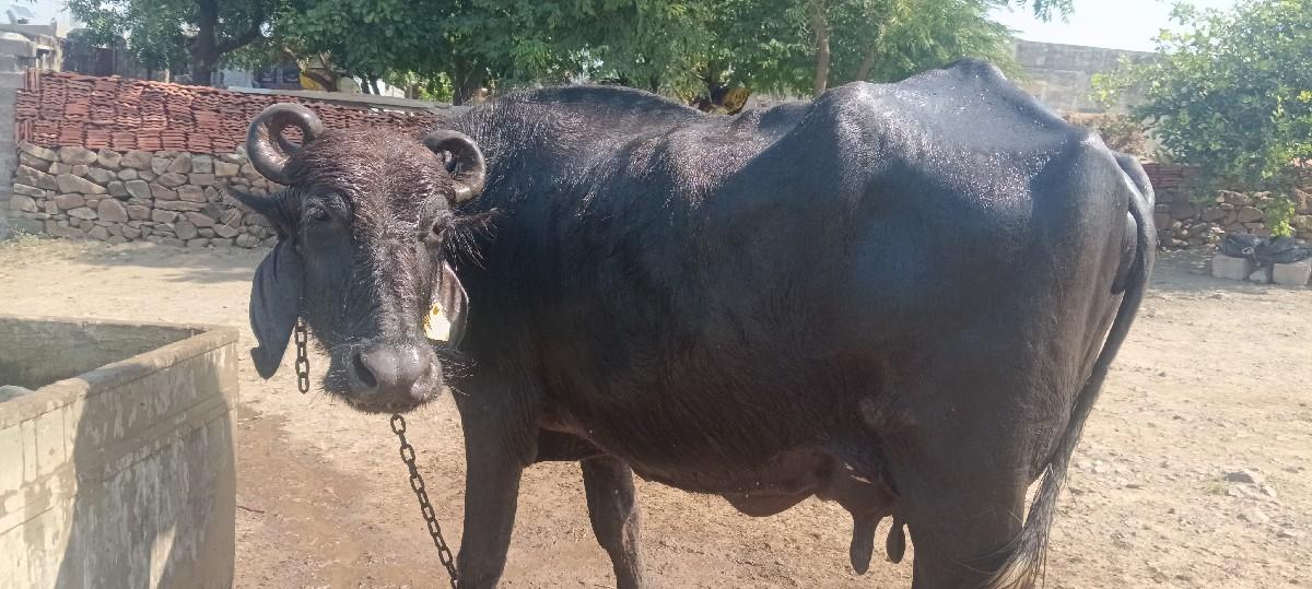 થંબનેલ 2