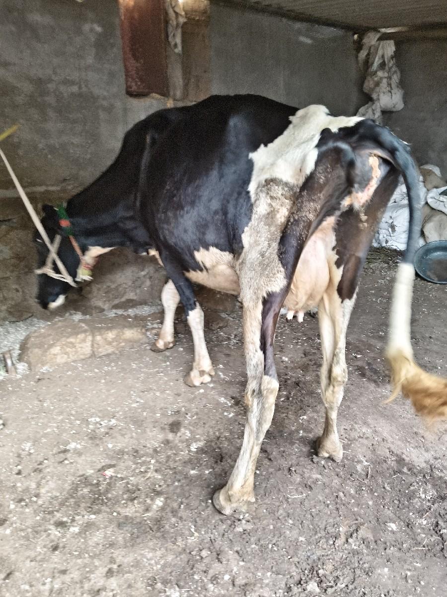 થંબનેલ 3