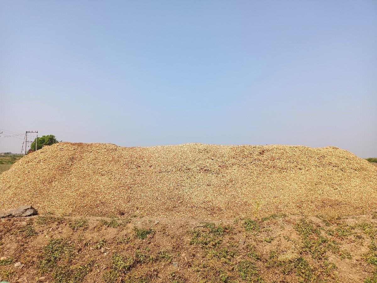 ૨૦ જીવશ મગફળી નો પાલો