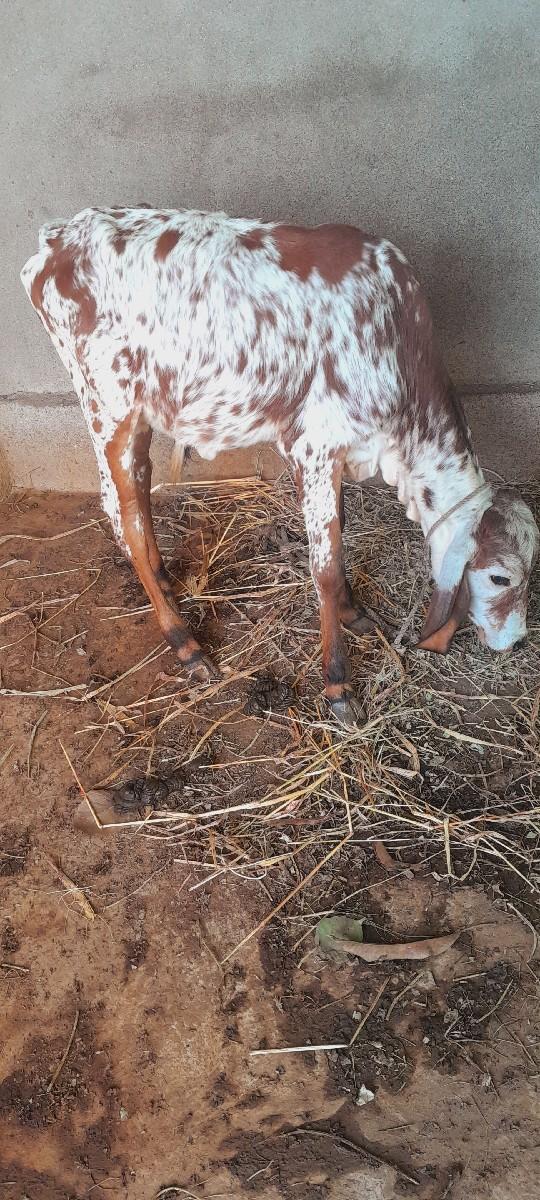 થંબનેલ 2