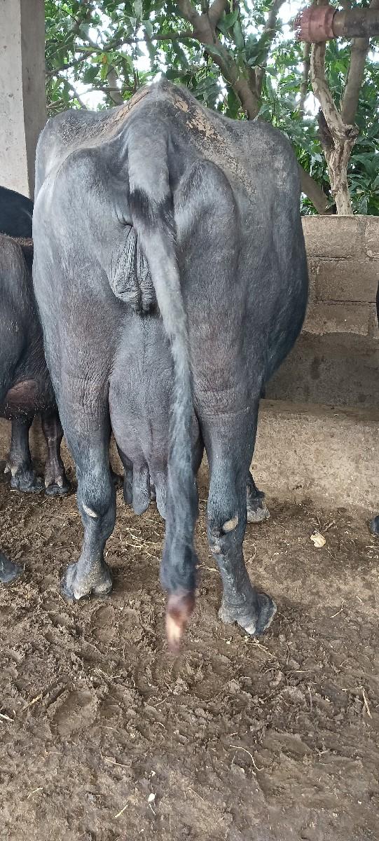 ભેંસ વેચવા ની છે જાફરાબદી