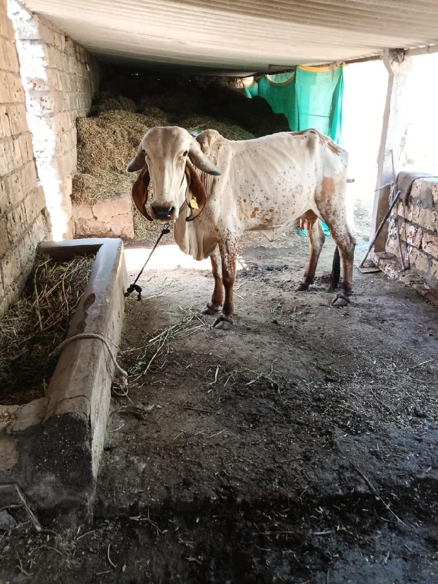 ઓરીજનલ ગીર હોડકી વેસવાનીછે