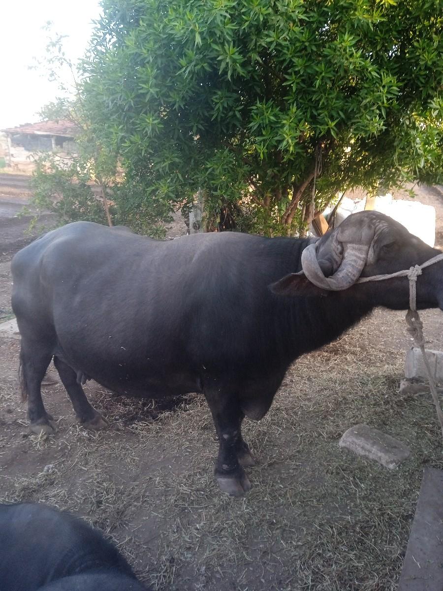 ભેંસ વેસવા નિ છે