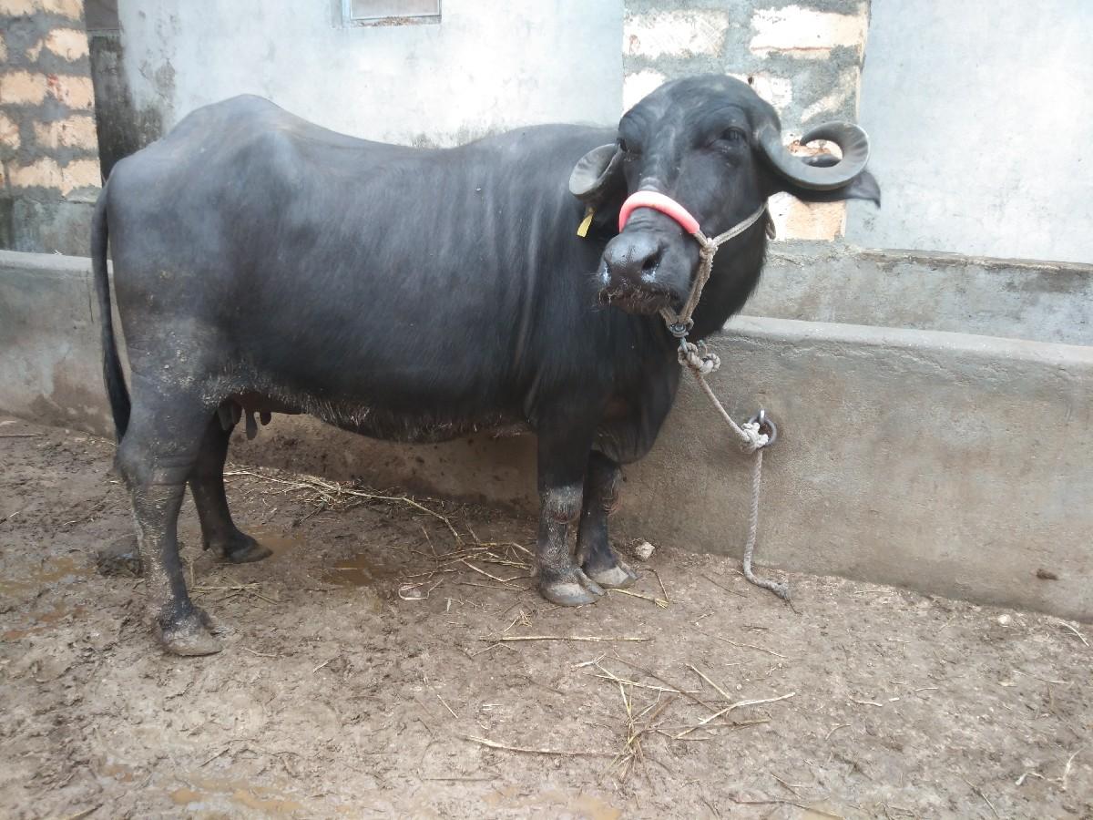 થંબનેલ 3