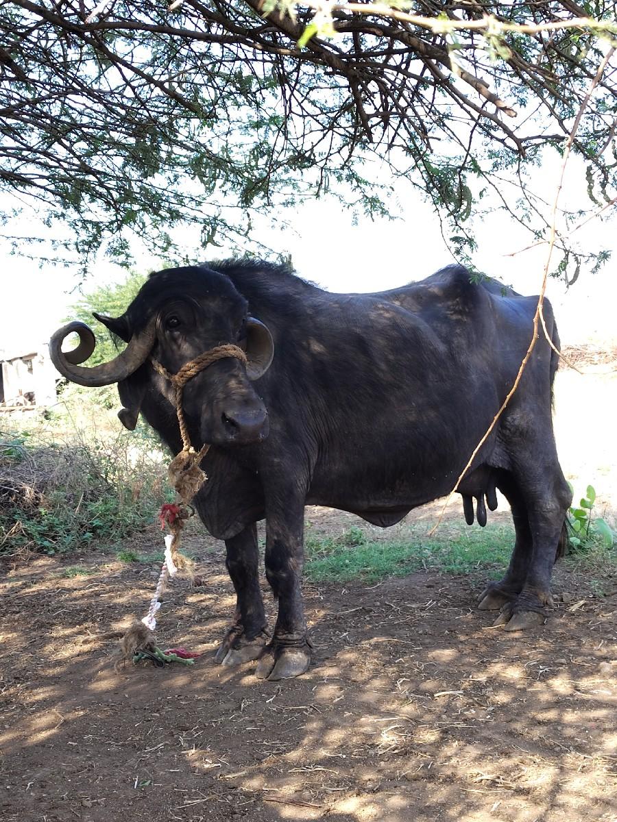 થંબનેલ 2