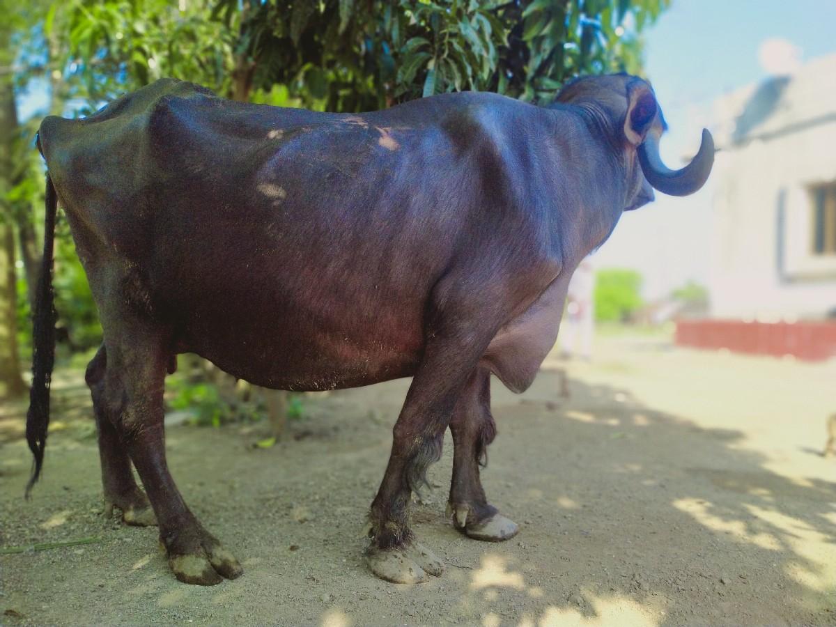 ભેંશ વેચવા ની સે