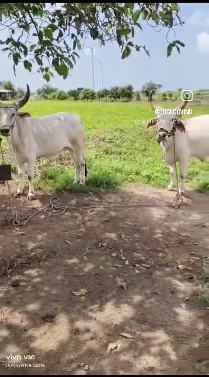 ગોઢલા વેચવાના છે