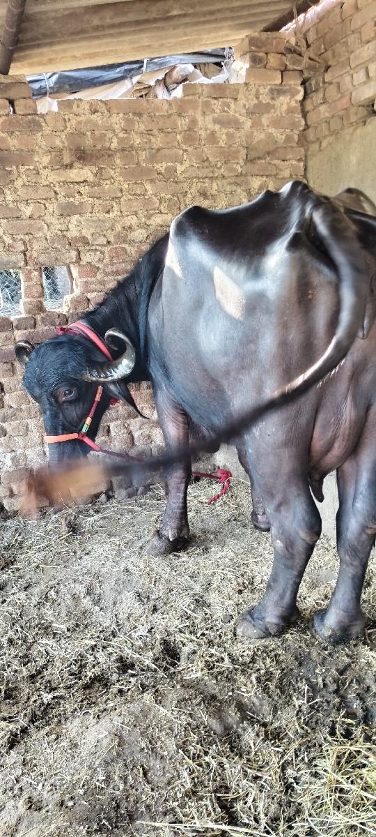 થંબનેલ 3