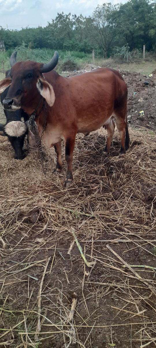 ગાય વેચવા ની છે