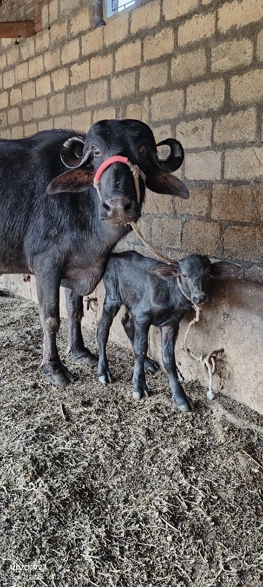 ખડેલી વેશ વાની છે સાટા પણ કરસુ‌