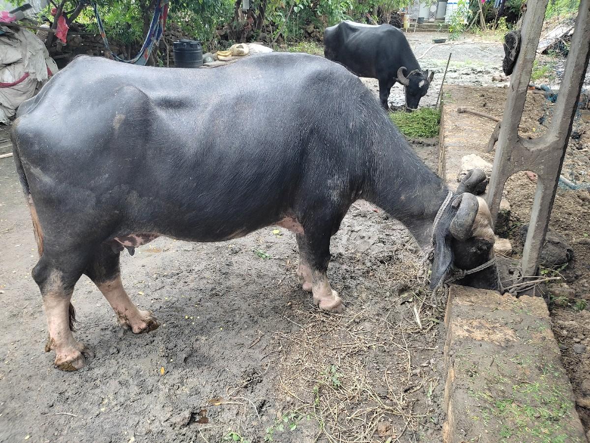 બેસવાની