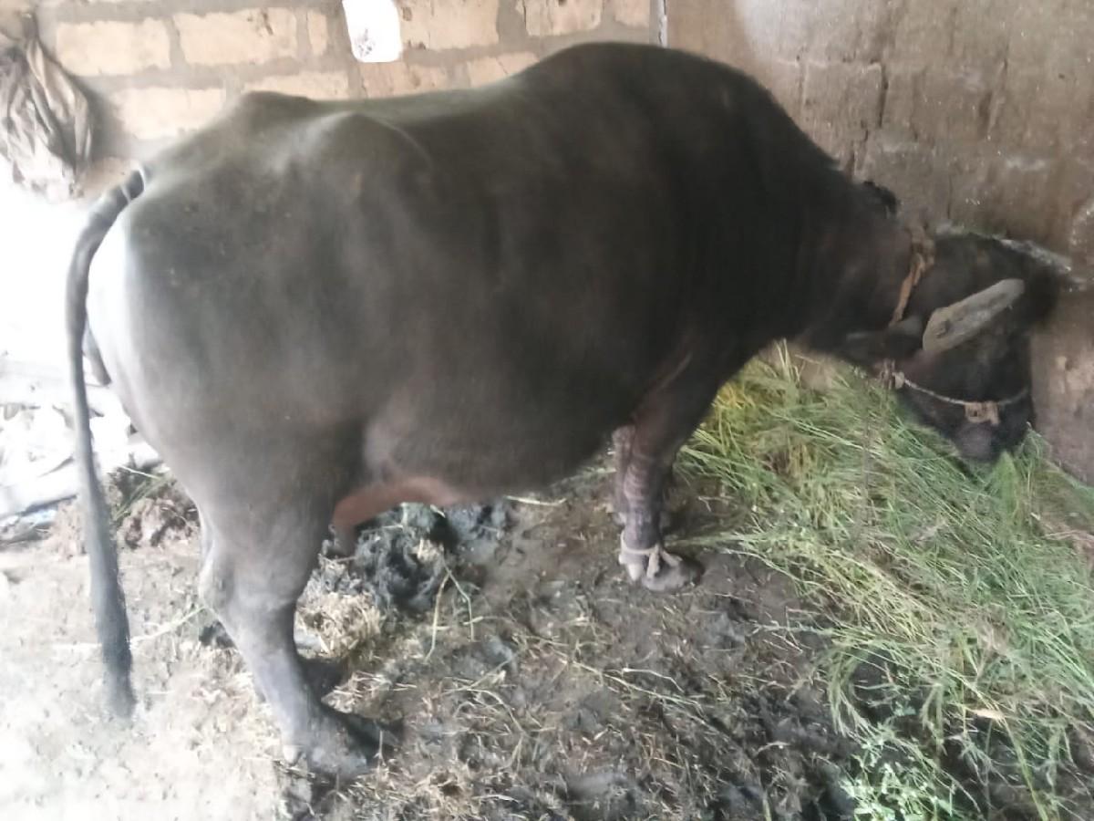 થંબનેલ 2