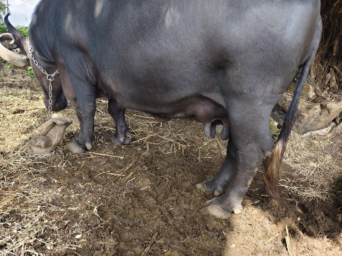 ભેંશ બેસવાની છે,